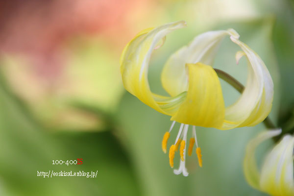 《花》　黄花片栗　18-270mm　（川口グリーンセンター）_c0080036_23351887.jpg