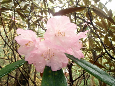 尾鈴山 (諸塚山、二上山)白岩山　 花三昧登山_b0168843_181144.jpg