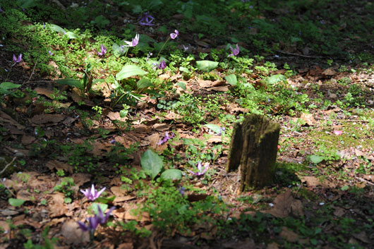 樹木公園にて(Ⅱ)_c0093046_6423339.jpg