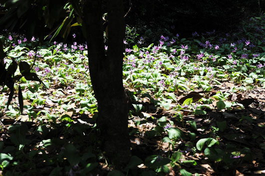 樹木公園にて(Ⅱ)_c0093046_6425277.jpg