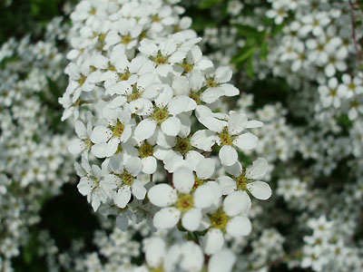 e0135246_17134516.jpg