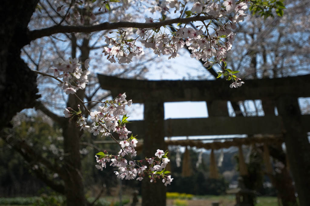 ◆八幡神社_b0023047_49187.jpg