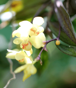 可愛い花 面白い形の花 カリメロの玉手箱