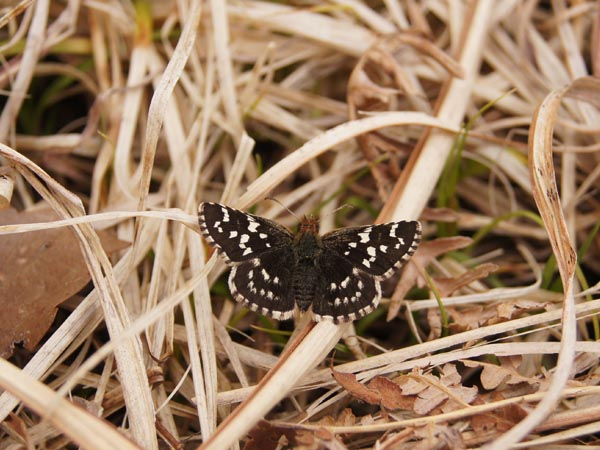 c0045352_20575585.jpg
