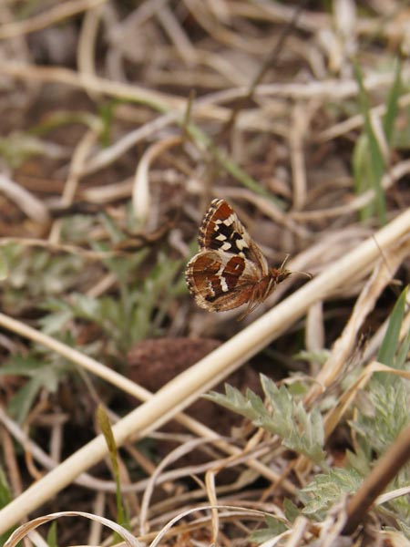 c0045352_20585130.jpg