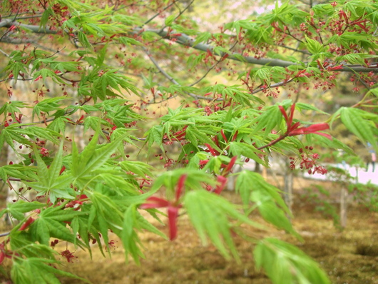 Sakura in kyoto \' 2011_d0140655_21122111.jpg