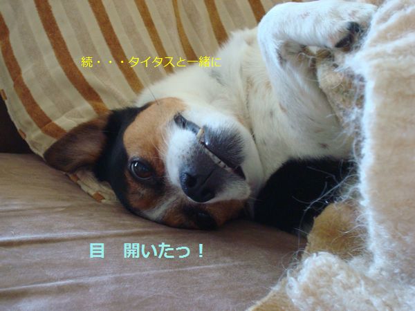 ムーディーな犬・・・・_e0203961_11262185.jpg