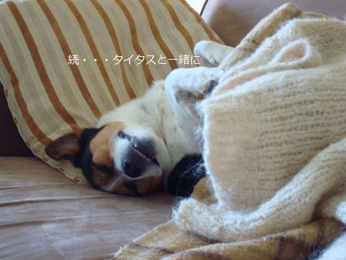 ムーディーな犬・・・・_e0203961_1126560.jpg