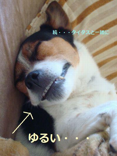 ムーディーな犬・・・・_e0203961_1127971.jpg