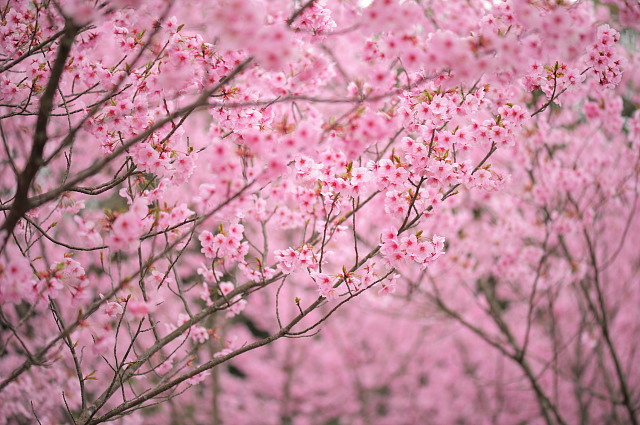 熊野若王子神社 ~桜~_f0222161_12305678.jpg