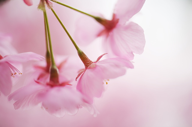 熊野若王子神社 ~桜~_f0222161_1231026.jpg