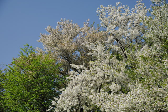 練馬区最大の公園から_c0081462_220488.jpg