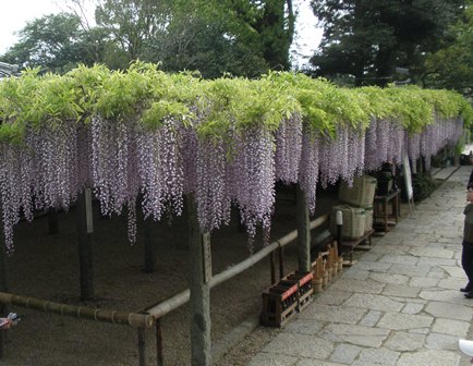 武蔵寺（ぶぞうじ）の「花切りの儀」_d0067165_19354840.jpg