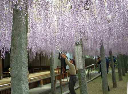 武蔵寺（ぶぞうじ）の「花切りの儀」_d0067165_1938578.jpg