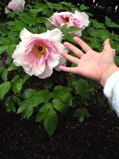 深大寺巡り 植物園_d0001866_9453115.jpg