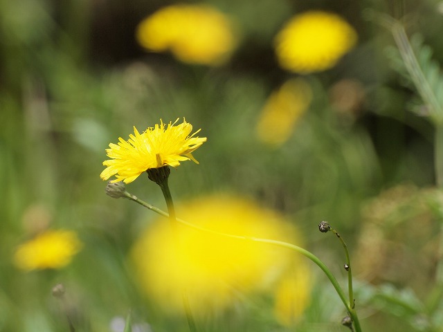 d0054276_20131381.jpg