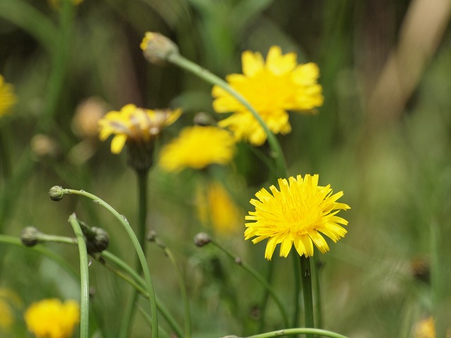 『可愛いのにブタナ(豚菜)って・・・・・><』_d0054276_2013143.jpg