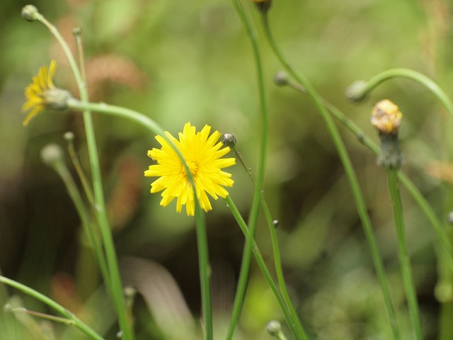 『可愛いのにブタナ(豚菜)って・・・・・><』_d0054276_2013395.jpg