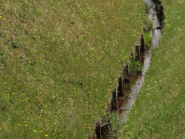 d0054276_20141536.jpg
