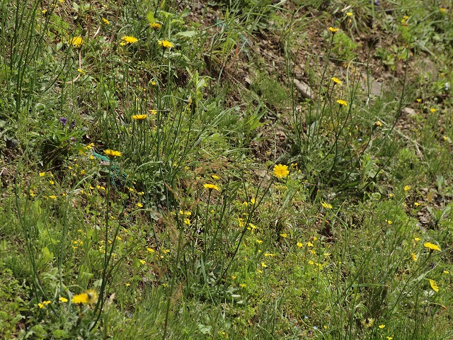d0054276_2014159.jpg