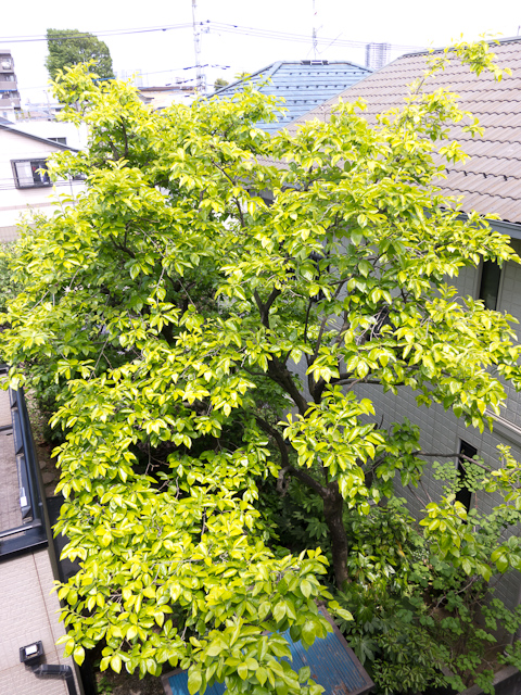 c0180881_21414461.jpg