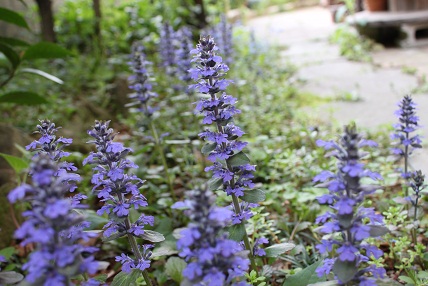 ブルー 紫の花 5月9日 ナチュラルライフ１２３