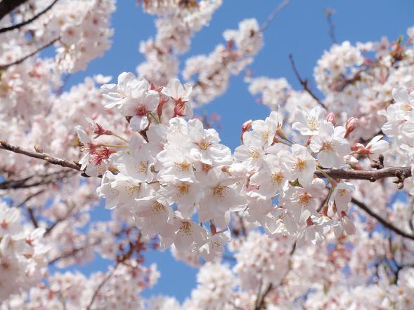 南伊豆の桜_c0153583_17351529.jpg