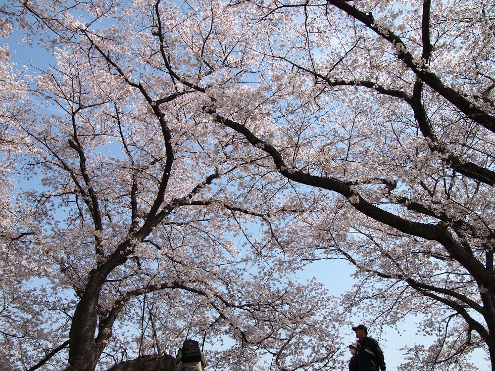 背割堤の桜_c0187587_2337533.jpg