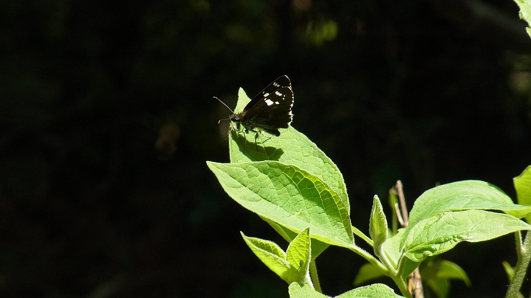 a0152692_18521886.jpg