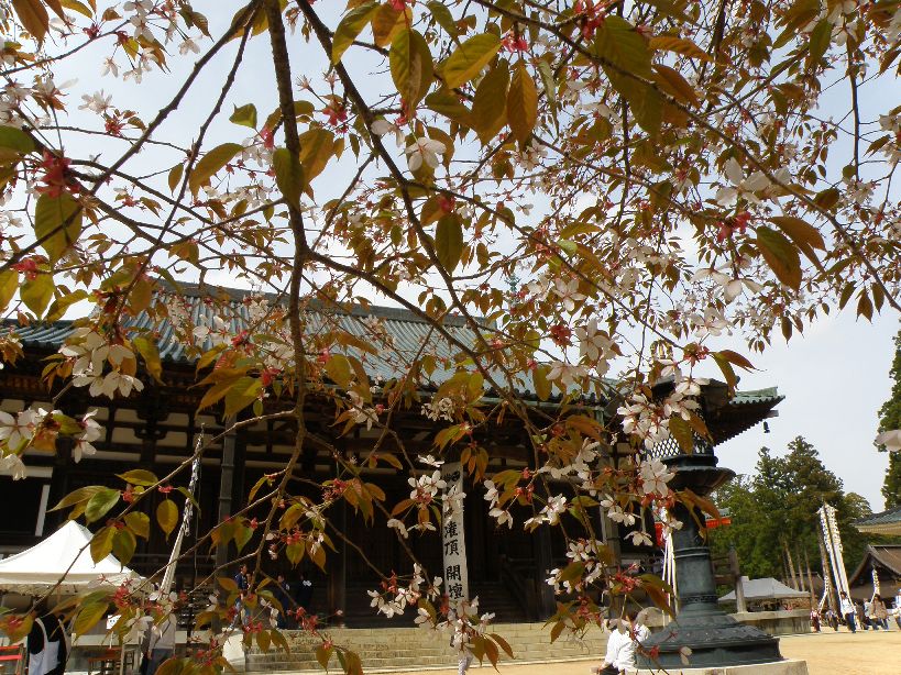 世界遺産はやっぱり凄い＠桜満開の高野山　2011/05/04-05　晴一時曇　家族旅行_c0134193_21545714.jpg