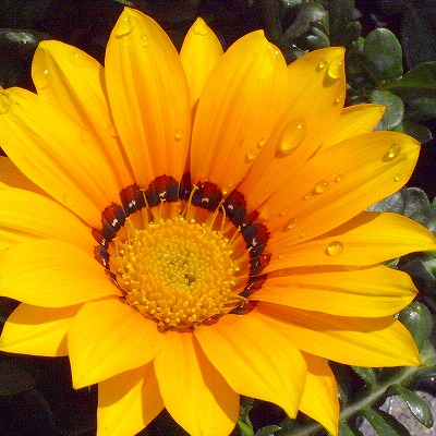 e0176993_654409.jpg