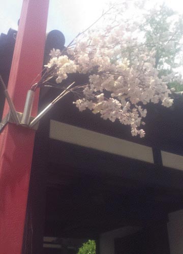 ●街中のさびしい桜、その後の後_d0053294_12523076.jpg