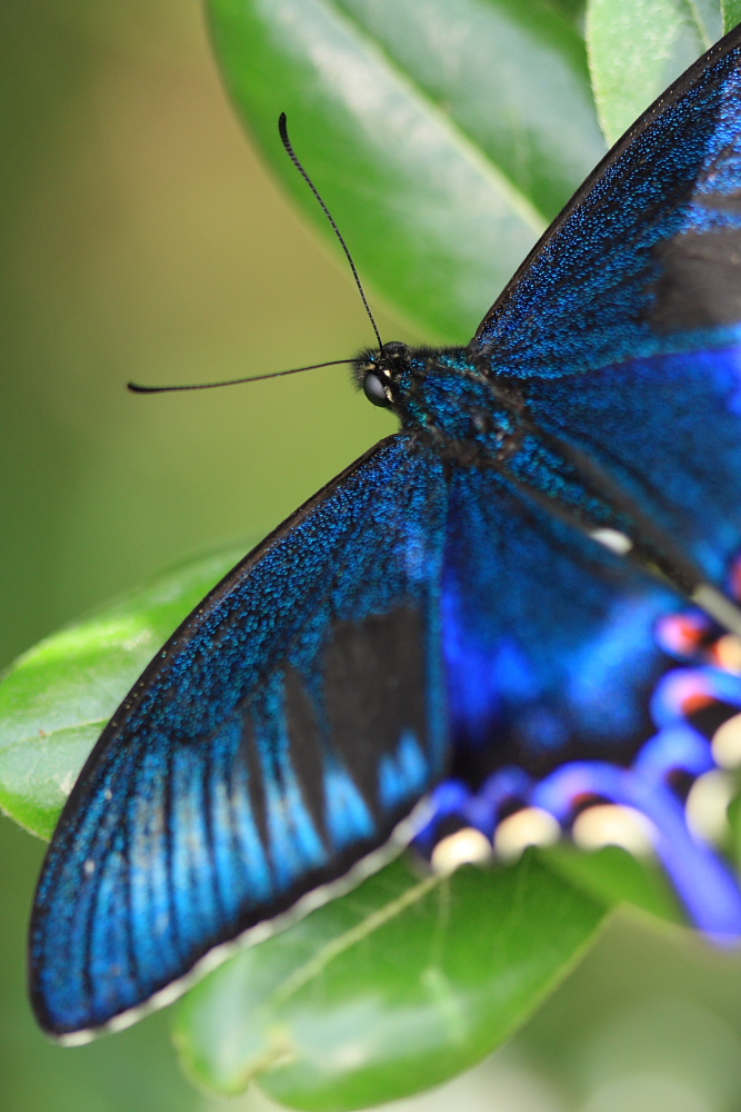 カラスアゲハ① : TRAVEL FOX 蝶にまつわるetc