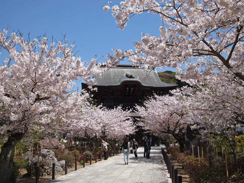 2011年 鎌倉の桜 3 建長寺 撮りためた写真を気ままにアップする日記 2011年 鎌倉の桜 3 建長寺 撮りためた写真を気ままにアップする日記