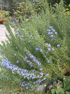 d0150608_16123177.jpg