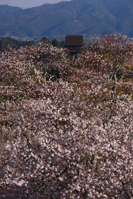 吉野山の桜　その４_f0181310_21194477.jpg