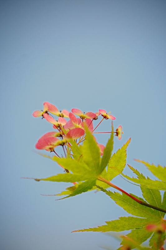 ハートが一杯、初夏の公園_f0032011_19535667.jpg