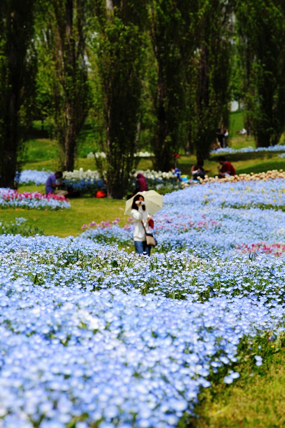 癒しの花-淡路島編_d0207413_1624294.jpg