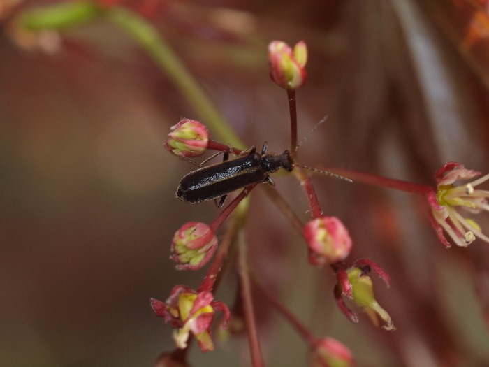何ジョウカイボン?_c0116915_23253918.jpg