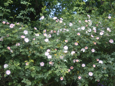 c0124619_0131320.jpg