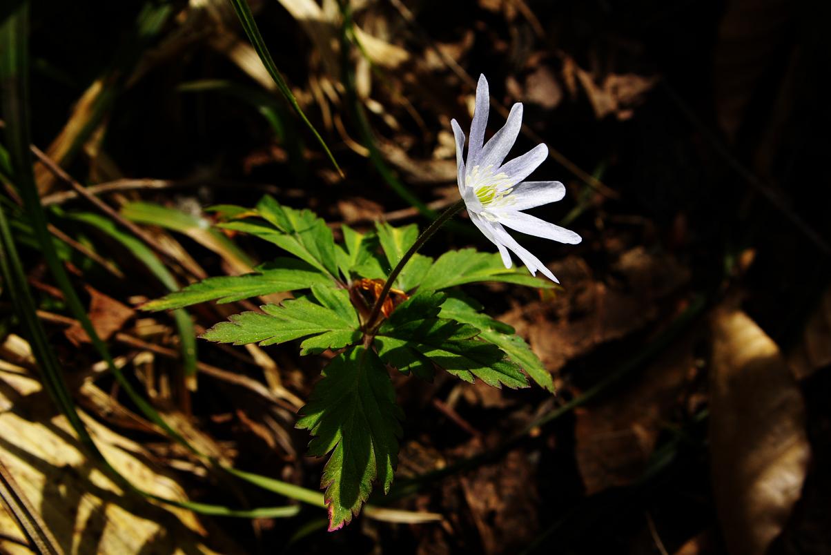 b0062024_915516.jpg