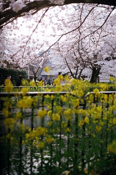 菜の花とさくら～_b0132924_21513091.jpg