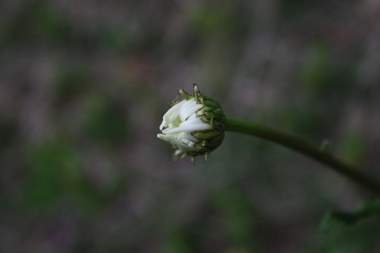 d0077029_812355.jpg