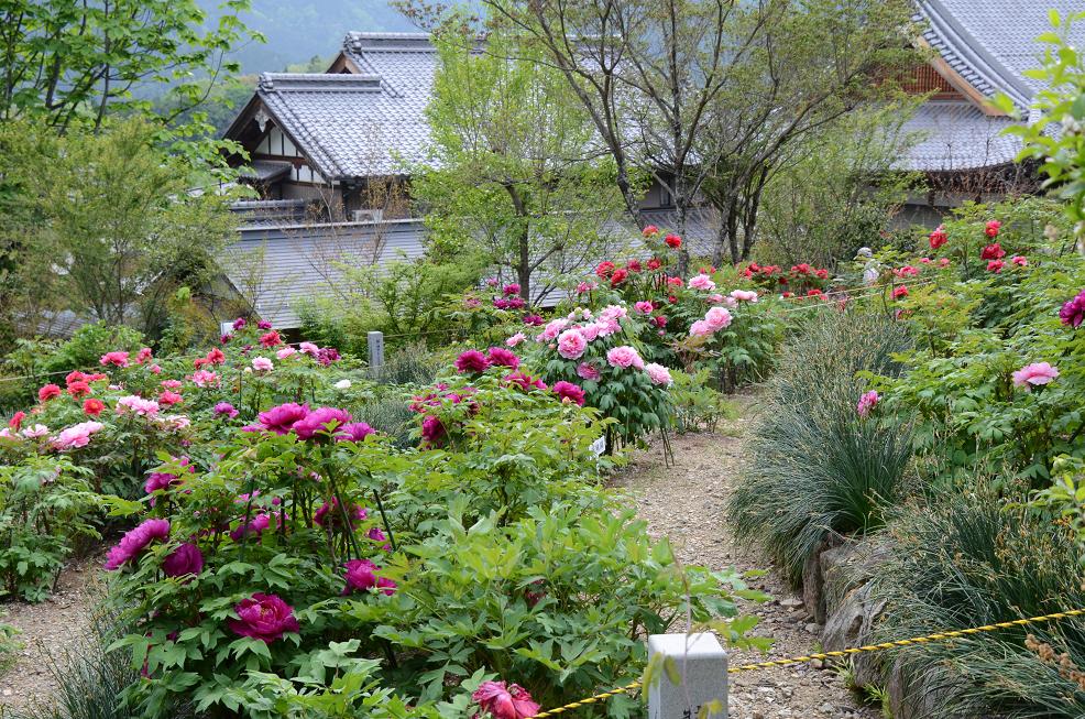 岐阜県郡上:柱昌寺さんの牡丹満開です_f0124830_0562934.jpg