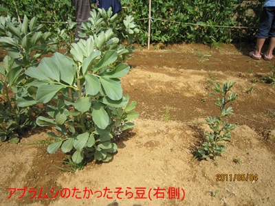 畑での珍しい光景 アブラムシ アリ テントウムシ 千葉県いすみ環境と文化のさとセンター