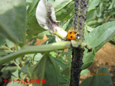 畑での珍しい光景 アブラムシ アリ テントウムシ 千葉県いすみ環境と文化のさとセンター