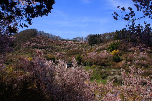 可部・花見山プロジェクト_e0155240_21315952.jpg