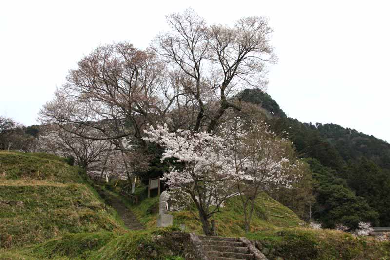 桜・2011_c0179844_11173287.jpg