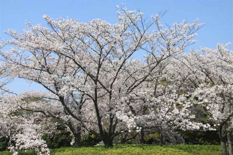 桜・2011_c0179844_14202465.jpg