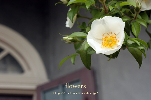 【グラバー園】　- ガーデンのお花たち -_d0124248_1944630.jpg